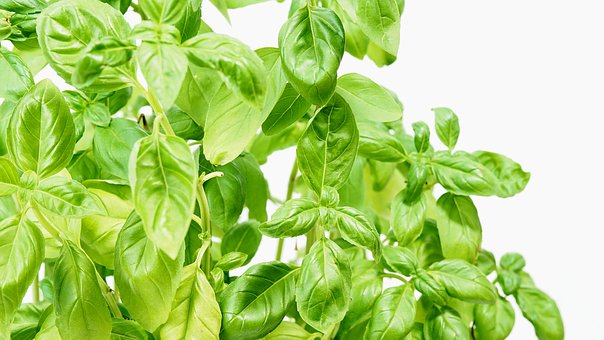Recipes Using Fresh Basil And How To Use Basil