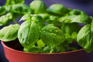 recipes using fresh basil